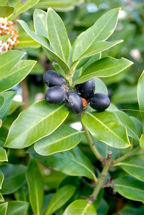 Acokanthera oblongifolia | poison arrow plant Shrubs/RHS Gardening