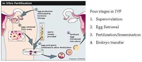 Modeling And Control In Ivf