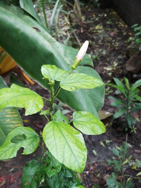 Pin By Bablu Mandal On Plant Leaves Plants Garden