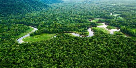 Pierde El Planeta Millones De Hect Reas De Bosques