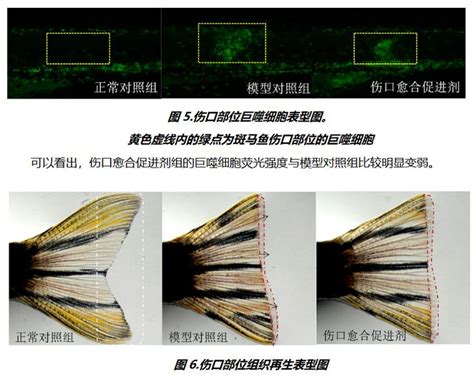 利用斑马鱼模型评价促进组织再生伤口愈合功效 新药研发外包服务 技术服务 生物在线