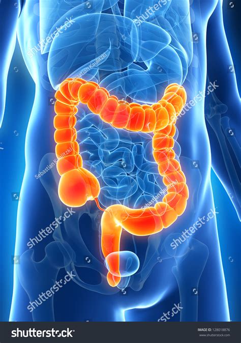 3d Rendered Illustration Of The Male Colon 128018876 Shutterstock