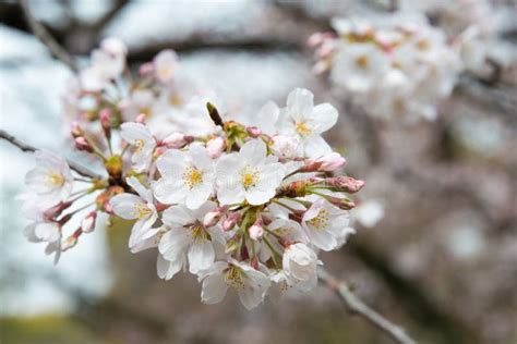 Fiori Di Ciliegio Nel Santuario Di Ueno Toshogu Ueno Park Tokyo Japan