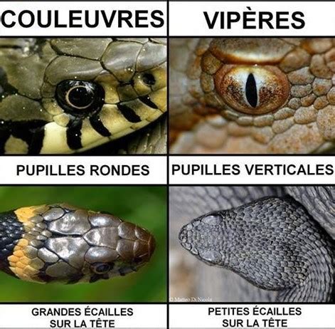 Les Morsures De Serpent Juin Gds Creuse