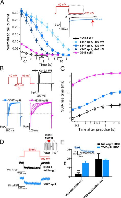 Figure From A New Mechanism Of Voltage Dependent Gating Exposed By K