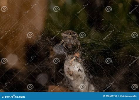 Female Tropical Orb Weaver Spider Eriophora Ravilla Isolated Cutout