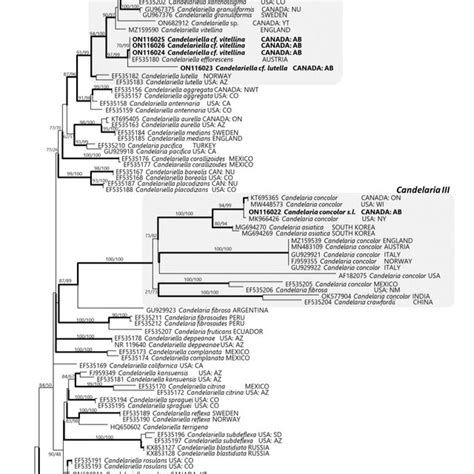 The Maximum Likelihood Tree Of Candelariaceae Species Based On Nrits