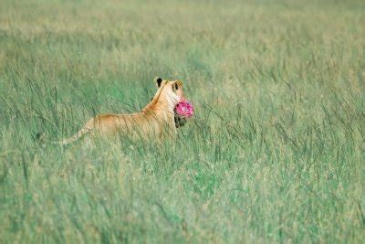 Days Masai Mara Mid Range Luxury