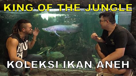 Makin Gila Koleksi Ikan Predator Unik Audrey A King Of The Jungle