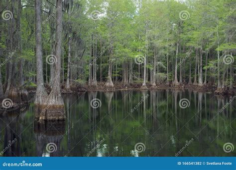 Rvores Ciprestes No P Ntano Da Fl Rida Foto De Stock Imagem De Verde