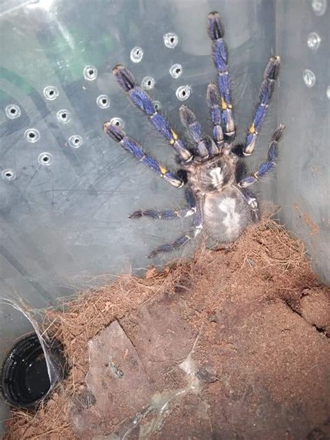 Pmet tarantula, Hobbies & Toys, Toys & Games on Carousell