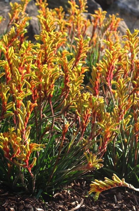 Native Plants In Toowoomba Highfields Garden Centre