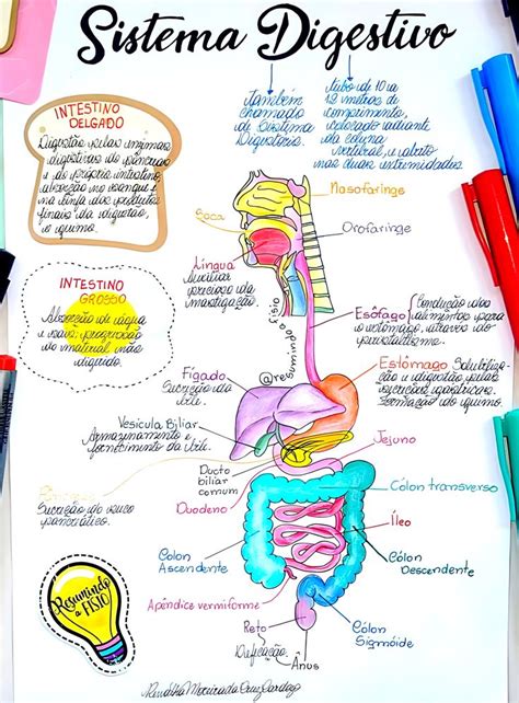 SISTEMA DIGESTÓRIO Notas de biologia Digestorio Mapa mental