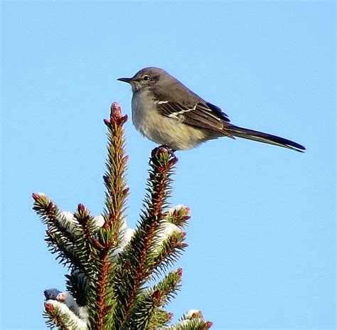 Mockingbird Tree Topper Photograph By Linda Stern Pixels