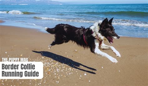 How Far Can Border Collies Run Running Guide The Puppy Mag