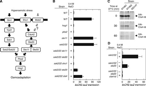 Adaptor Functions Of Cdc42 Ste50 And Sho1 In The Yeast Osmoregulatory