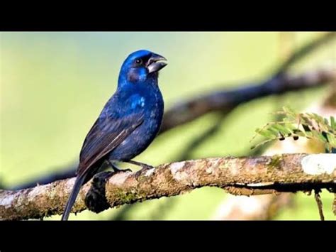 BELO CANTO DO AZULÃO DO NORDESTE Áudio para Encarte Treino