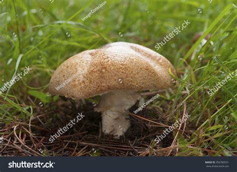 Fungi Kew Gardens Stock Photo Edit Now 356789531