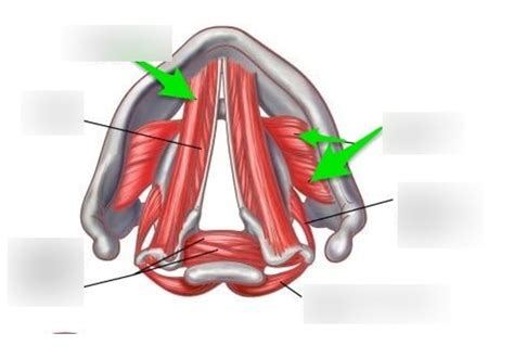 Vocal Folds 2 Diagram | Quizlet