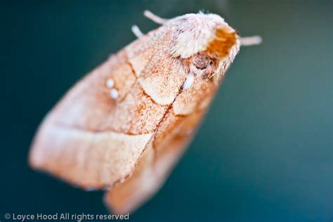 Photo of the Day: Eastern Tent Caterpillar Moth