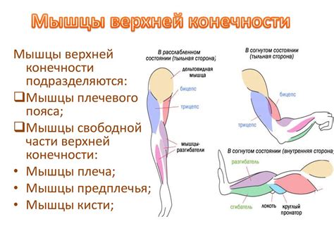 Мышцы и фасции конечностей - презентация онлайн