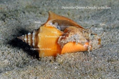 Queen Conch Parts Diagram, Facts, Juvenile Queen Conch | Snail, Fish pet, Sea shells