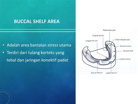 Anatomikal Landmark Kedokteran Gigi Pptx