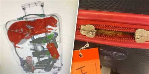 X Ray Shows Live Cat Trapped In Checked Luggage At Jfk Airport