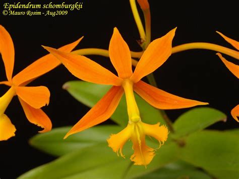 Epidendrum Schomburgkii Lindl Mauro Rosim Flickr