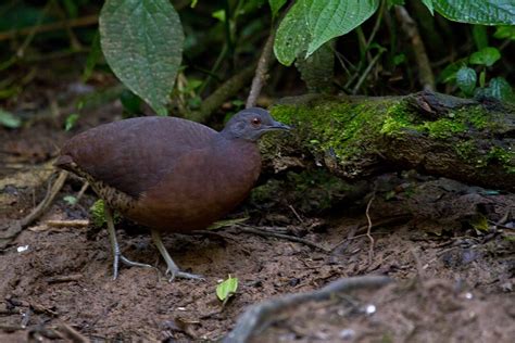 Brown Tinamou Crypturellus obsoletus Inhambuguaçu Flickr