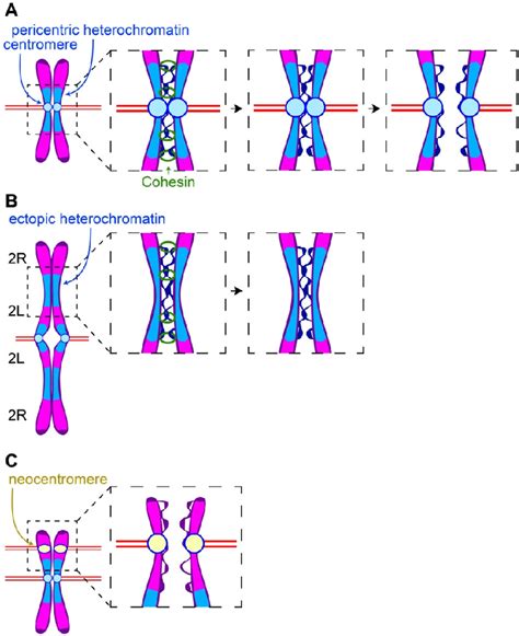 Figure From The Cell Biology Of Heterochromatin Semantic Scholar