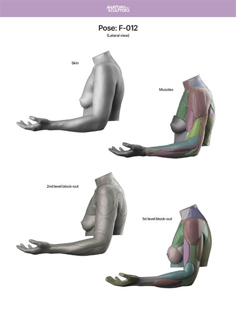 Arm And Hand In Motion Book Anatomy For Sculptors