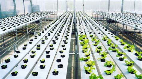 Aquaponics Systems: Integrated fish and vegetable farming