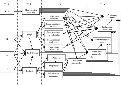 Soil Food Web Diagram Arrows Represent Feeding Links And Points At