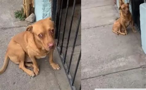 Regañan a perrito por no llegar a casa y se vuelve viral Radio Sonora