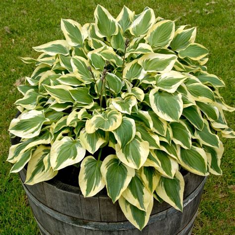 Hosta Pilgrim Roots Plants