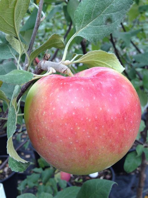 Dwarf Prairie Magic Apple Jeffries Nurseries