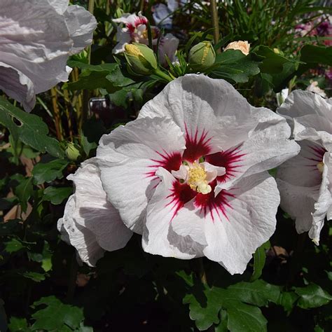 Hibiscus Syriacus ‘helene Find Haveplanter