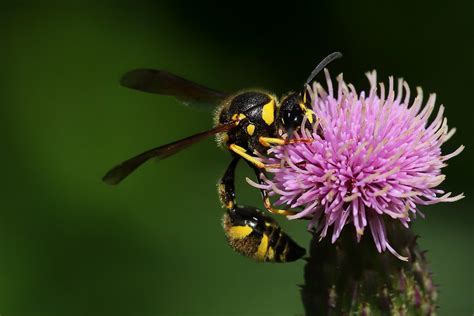 Eumenes Sp July Fovslet Kolding Denmark Erland Refling