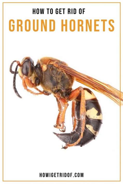 How To Get Rid Of Ground Hornets How I Get Rid Of