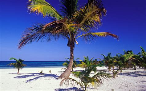 Green Coconut Tree Beach Sand Landscape Palm Trees Hd Wallpaper