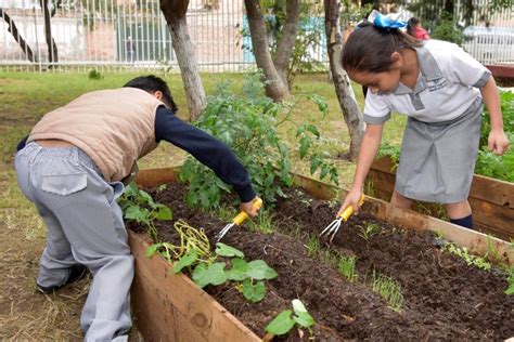 Los Huertos Escolares Como Estrategia Pedag Gica