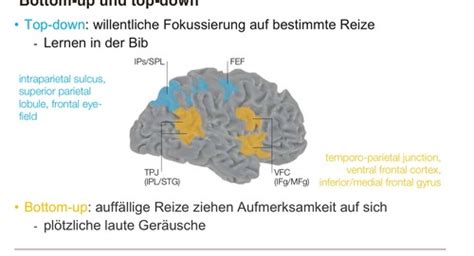 Kognition Karteikarten Quizlet