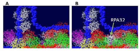 Genes Special Issue Dna Replication