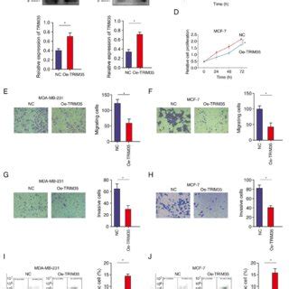 Trim Significantly Suppresses Cell Proliferation Migration And