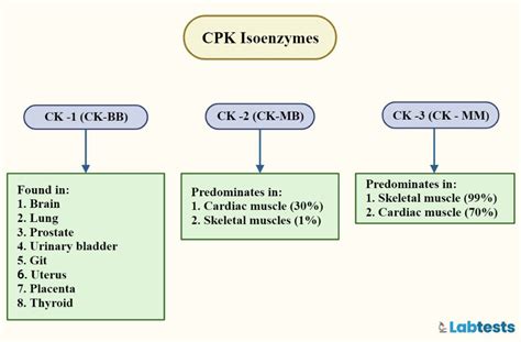 Creatine Kinase Ck Blood Test Normal Range High And Low Levels