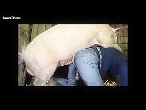 Culo de hombre de apareamiento de jabalí ZooSkool Videos Bestiality sex