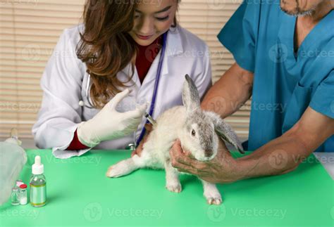 what happens if rabbit sick without vet 2