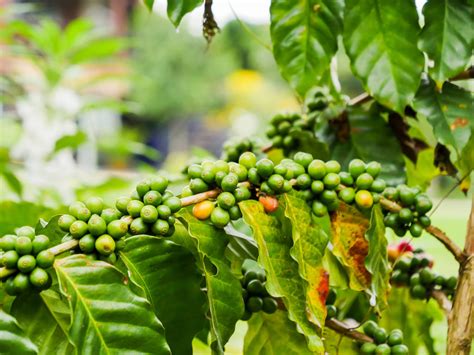 The Top 10 Coffee Growing Regions - FoodNerdy Recipes Management System