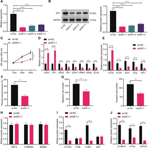 Igf Knockdown Represses Migration Invasion And Emt Of Ovarian Cancer